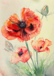 2006-06 roter mohn ii